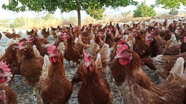 El viaje invisible de tu huevo 4 Granja huevos ecológicos