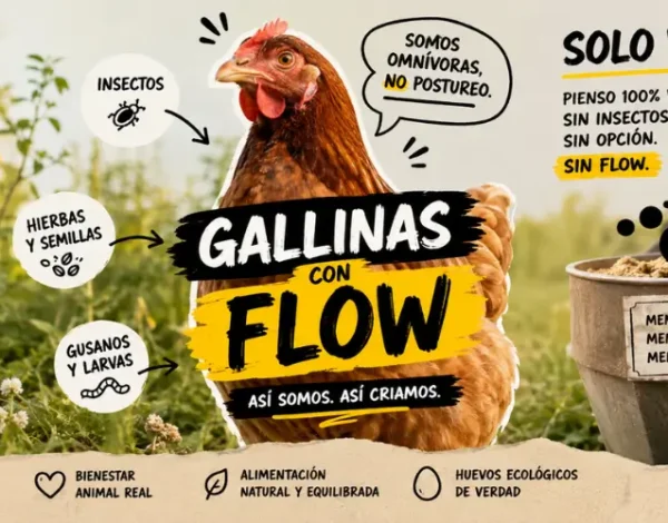 gallinas veganas vs omnívoras la alimentación es importante