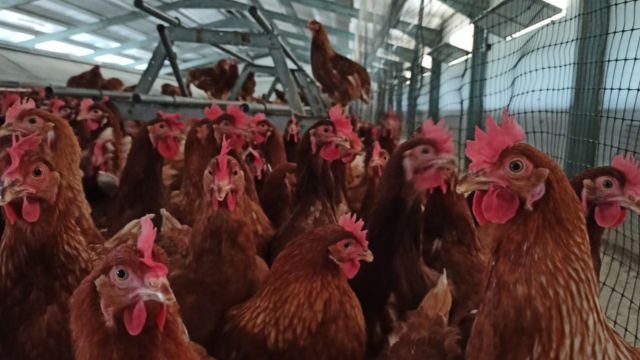El viaje invisible de tu huevo 3 granja de gallinas ecológicas ponedoras