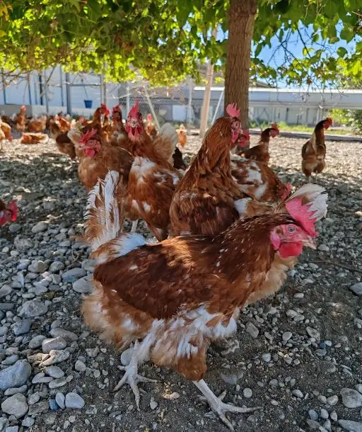 Granja de huevos ecológicos - la imagen muestra un grupo de gallinas bajo un árbol picoteando del suelo al aire libre